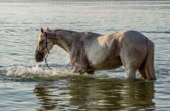 лошадь вода