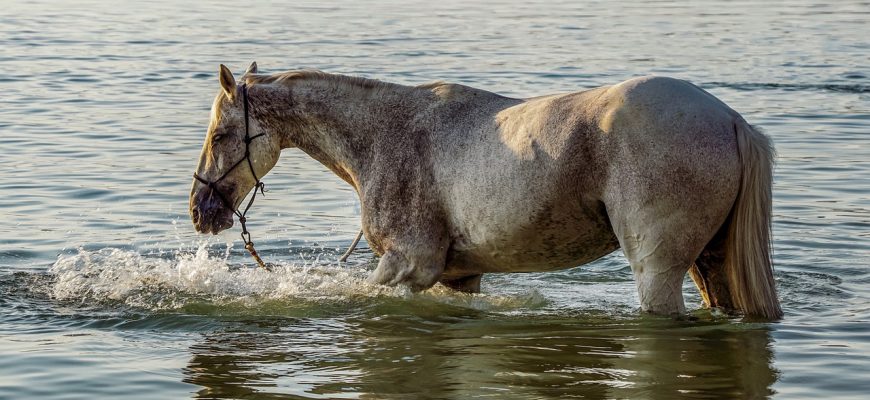 лошадь вода