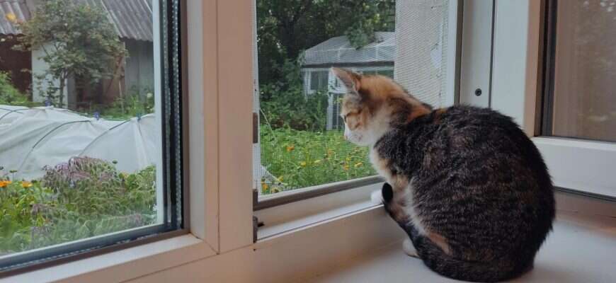 Кошка окно дача