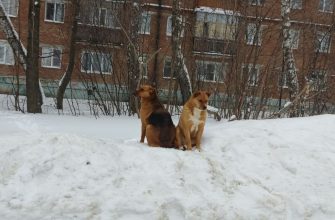 Собаки снег