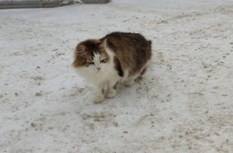 Кошка улица зима