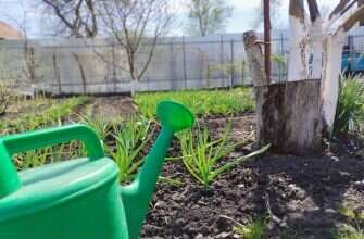 дача лейка растения