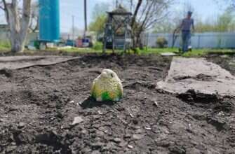 дача работа люди