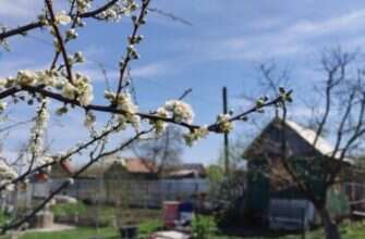 дача ветка весна