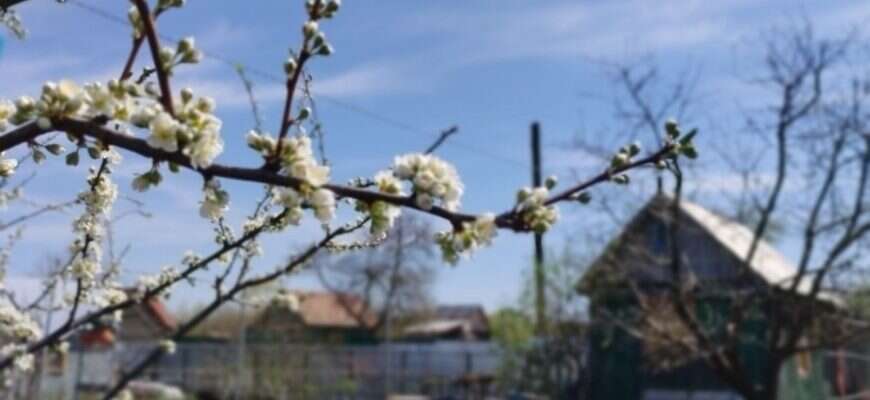 дача ветка весна