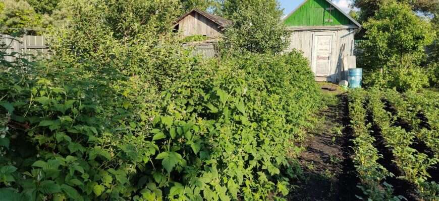 Дача куст малины