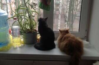 кошки окно квартира