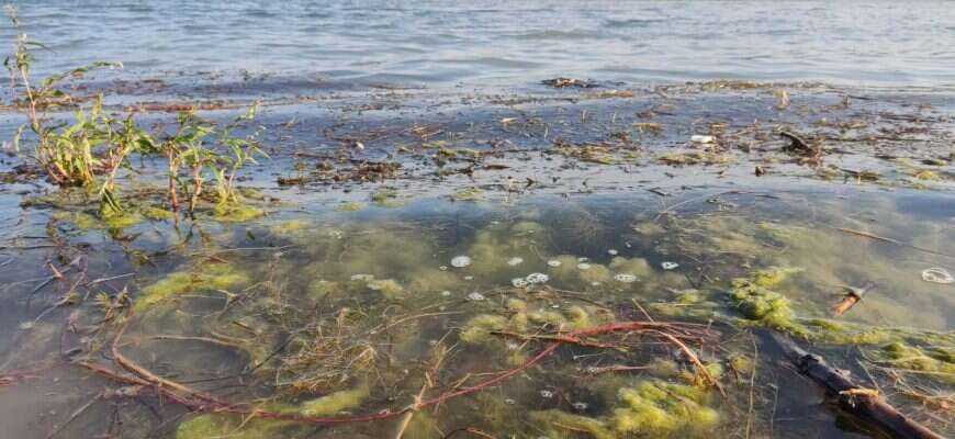 вода река цветет море