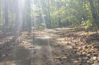 лес солнце шишки