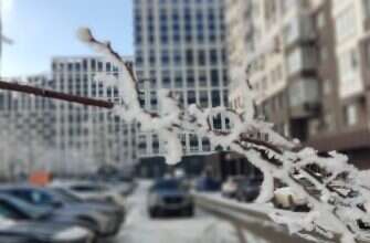 снег ветка иней зима