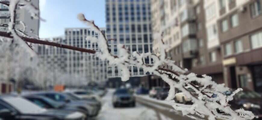 снег ветка иней зима