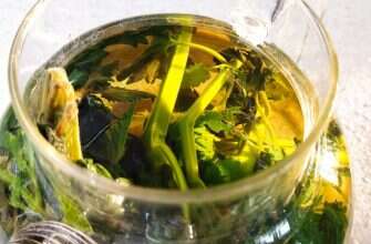 чай мята трава