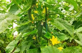 огурцы растут теплица