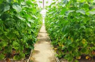 теплица огурцы