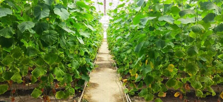 теплица огурцы