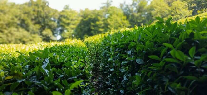 чай плантация