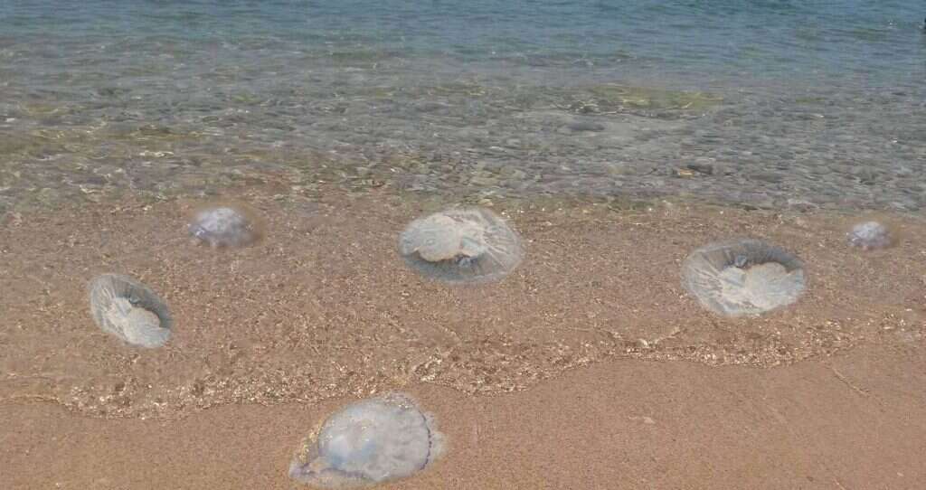 медуза море