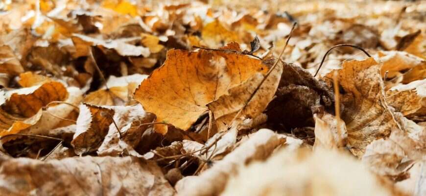 листья осень