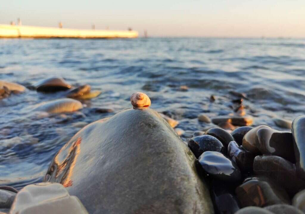 ракушка море отдых пляж