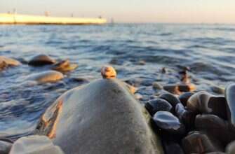 ракушка море отдых пляж