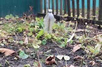 бутылка дача огород