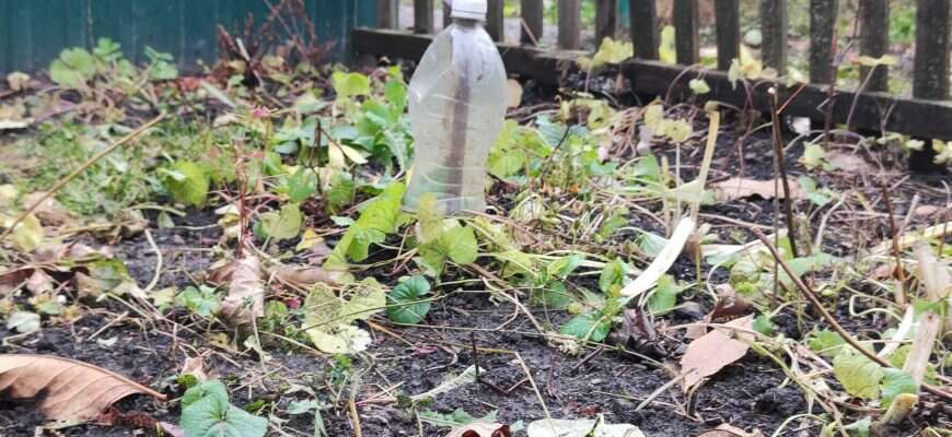 бутылка дача огород