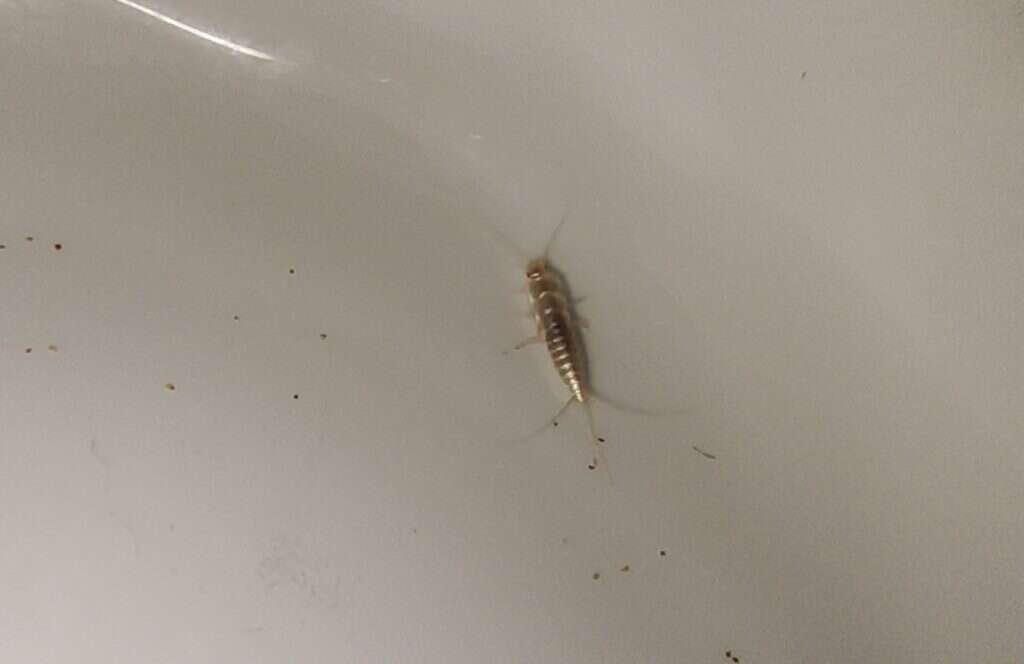 сахарная чешуйница