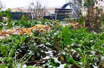 снег трава первый снег