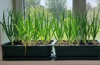 лук подоконник контейнер