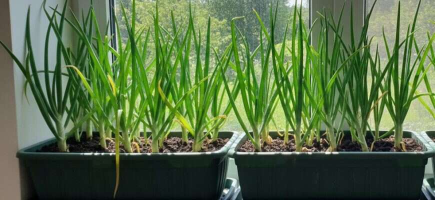 лук подоконник контейнер