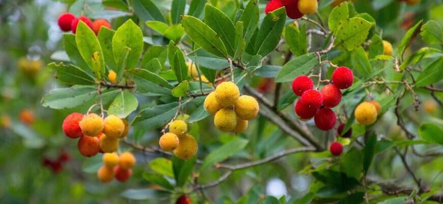 земляничное дерево