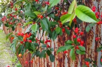 забор ржавый