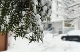 зима елка ель снег