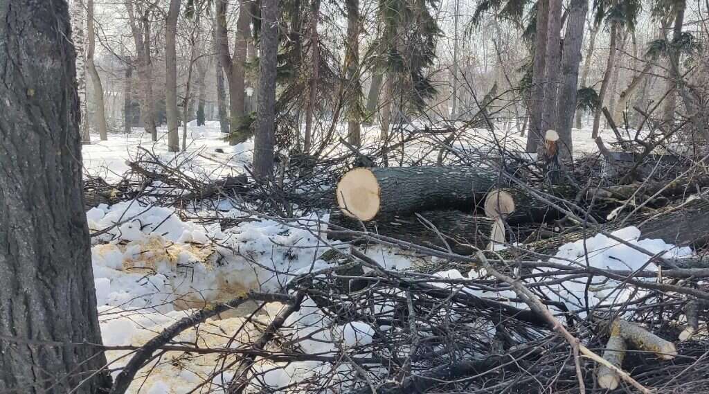 деревья пилят в сквере Лермонтова пень