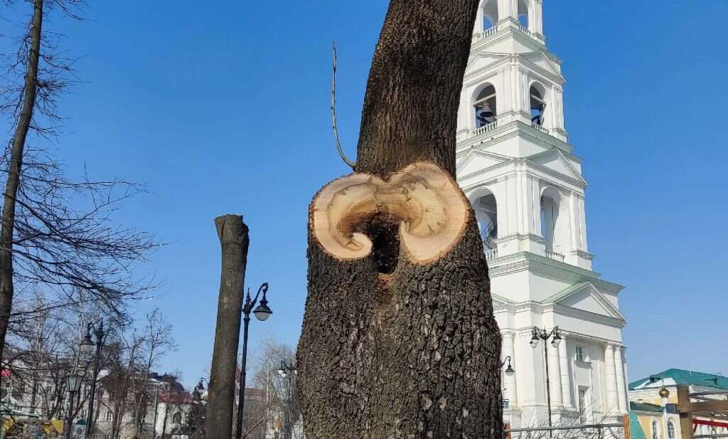деревья пилят в сквере Лермонтова пень