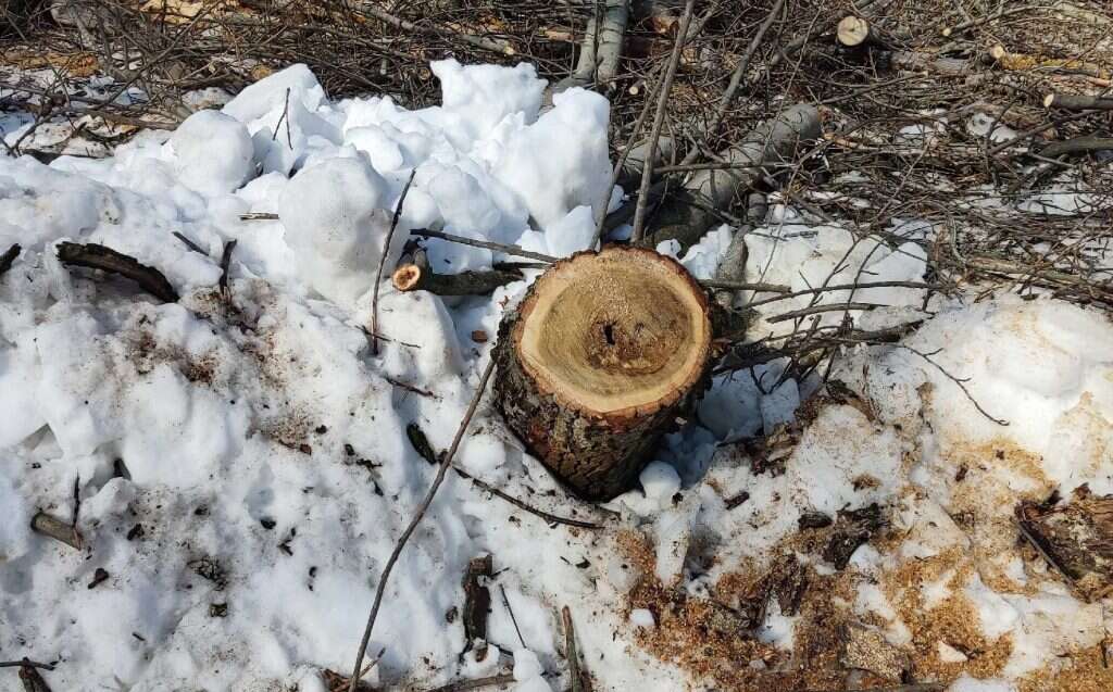 деревья пилят в сквере Лермонтова пень