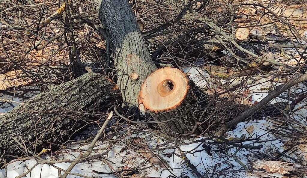 деревья пилят в сквере Лермонтова пень