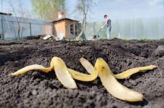 банановая кожура на даче дача