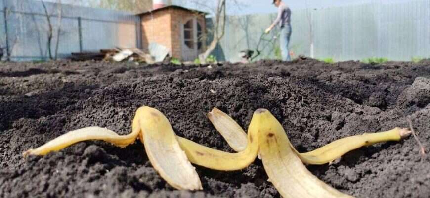 банановая кожура на даче дача