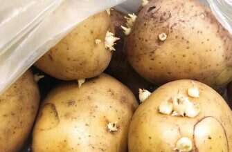 картофель проросший с глазками