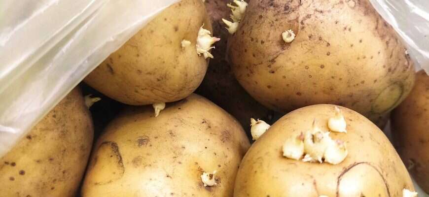 картофель проросший с глазками