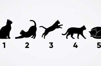 Тест с кошкой