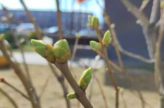 весна почки на дереве