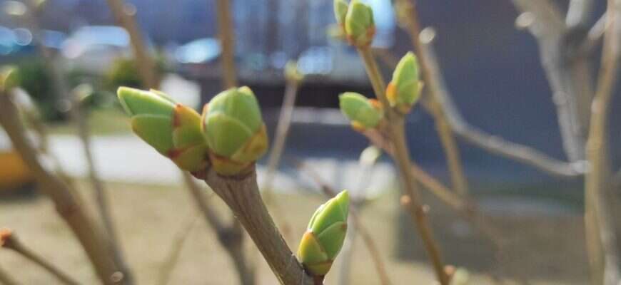 весна почки на дереве