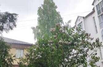дождь сирень погода