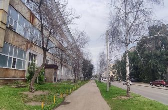 Деревья сухие на Гоголя