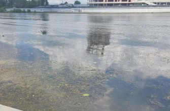 Сура вода водоросли
