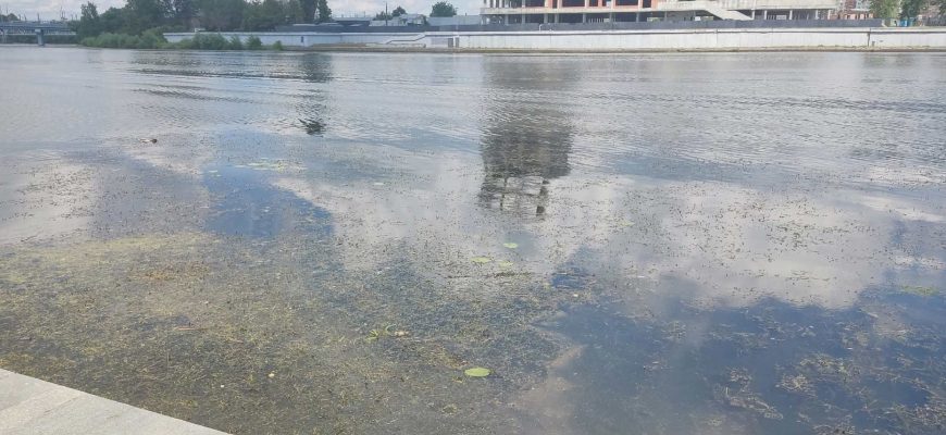 Сура вода водоросли
