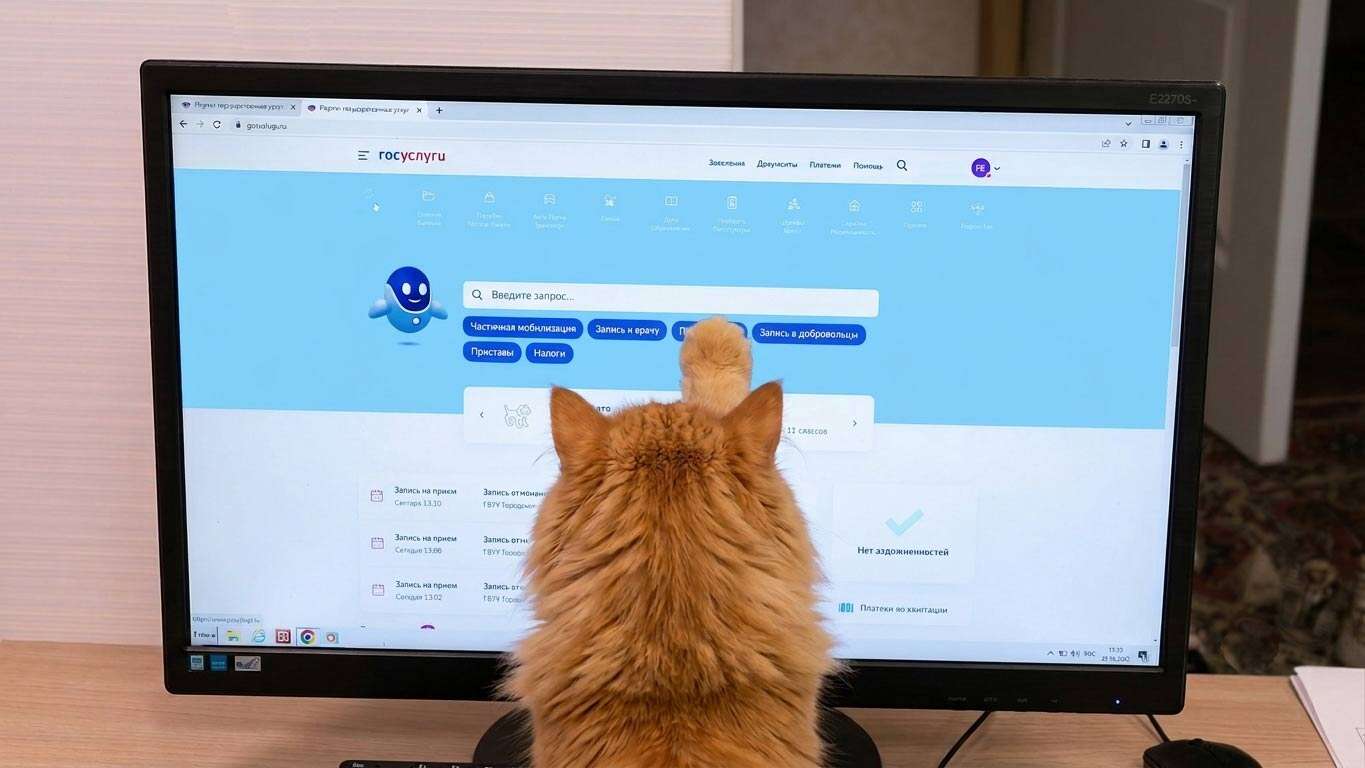 кошка питомец монитор Госуслуги