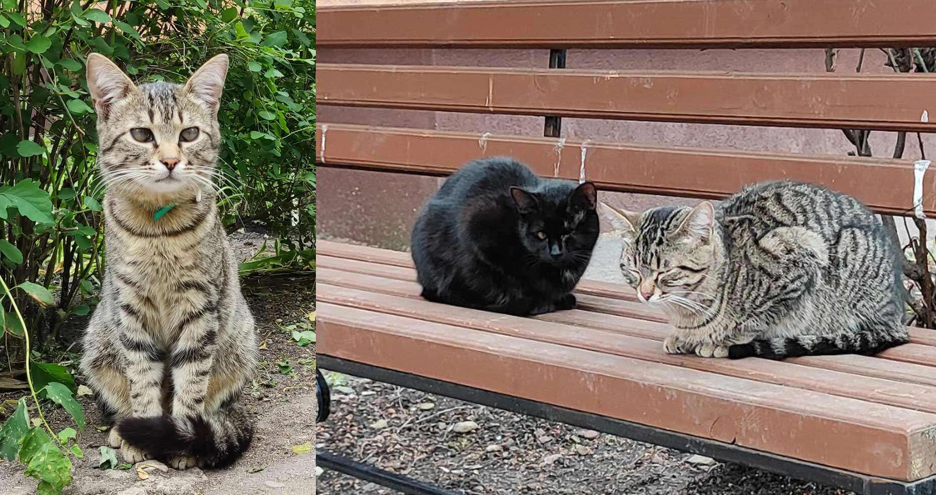 кошки